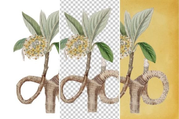 Download Vintage Flower Wall Art Printable - Art Collection