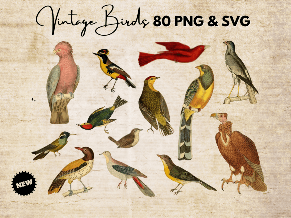 Download Vintage Birds Clipart - Art Collection