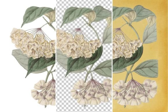 Download Vintage Flower Wall Art Printable - Art Collection