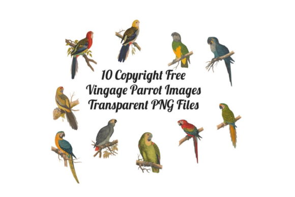 Download 12 Vintage Birds Transparent Clipart - Art Collection