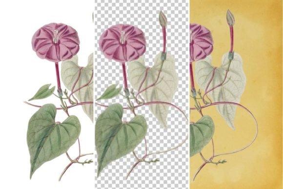 Download Vintage Flower Wall Art Printable - Art Collection