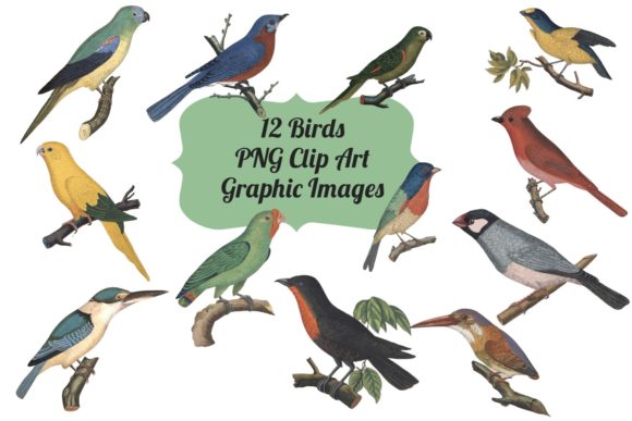 Download 10 Vintage Parrots Transparent Clipart - Art Collection